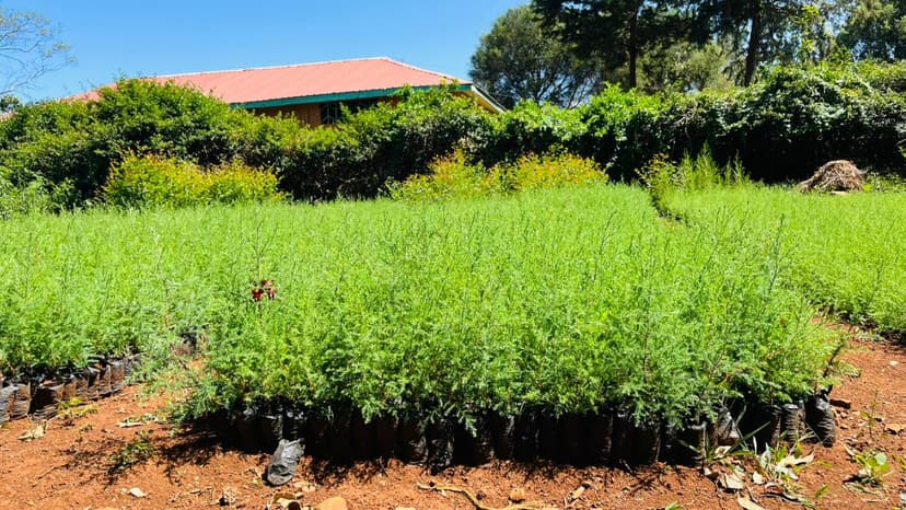 Seedlings nursery